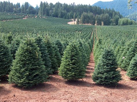 Christmas Tree Farms Near Me – Idalias Salon