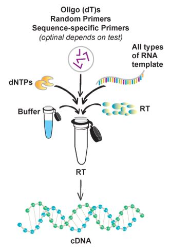 Viva cDNA Synthesis Kit