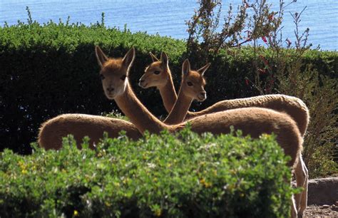 Wildlife – Lake Titicaca