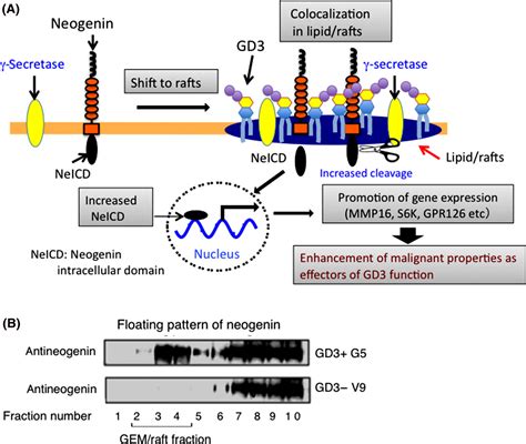 New era of research on cancer‐associated glycosphingolipids - Furukawa ...