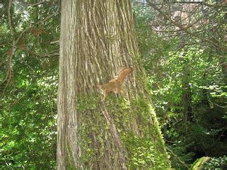 Red Squirrel at Stairway Portage | Tim Schleicher | Flickr