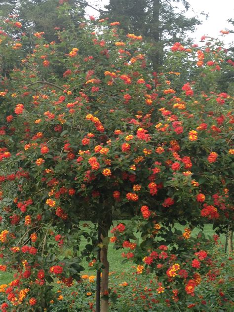 My City Garden: Lantana tree