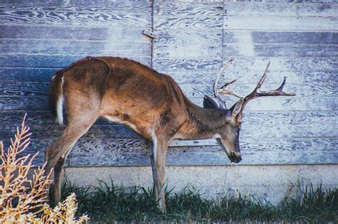 $70M Earmarked for Zombie Deer Disease Research, Management