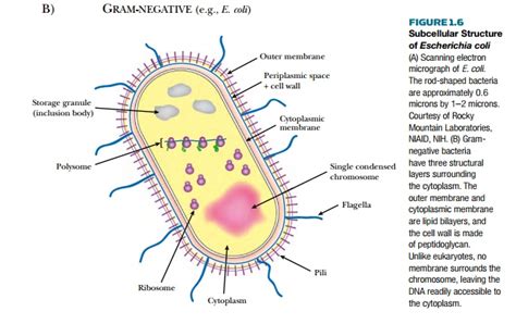 Escherichia coli Is the Model Bacterium