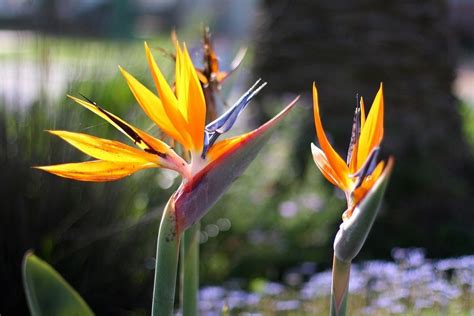 Learn How To Grow A Bird Of Paradise Plant