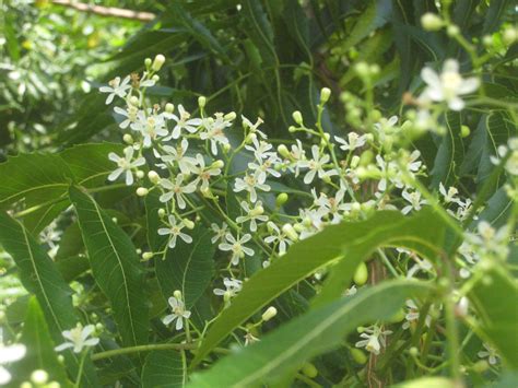 Neem Tree (Azadirachta indica) - Richard Lyons Nursery, Inc.