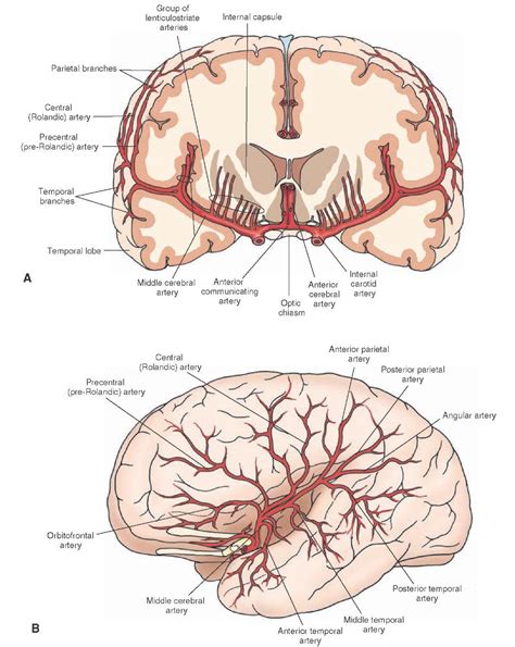 Blood Supply of the Central Nervous System (Gross Anatomy of the Brain ...