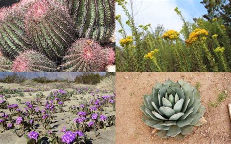 Lista De Nombres De Plantas Del Desierto