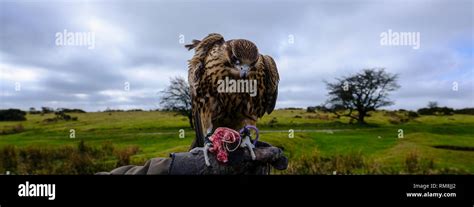 Bodmin moor wildlife hi-res stock photography and images - Alamy