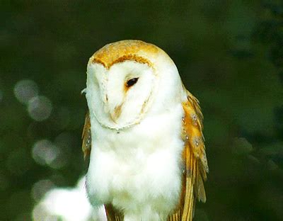 owl gif on Tumblr