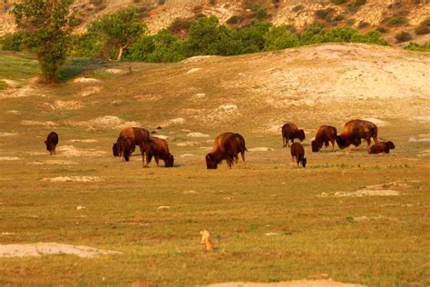 PRAIRIE DOG CITY: HABITAT SHARING OF PRAIRIE DOGS AND UNGULATES | Smithsonian Photo Contest ...