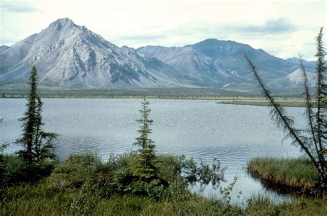 US Gov preparing for oil exploration in Alaska’s Arctic National ...