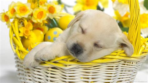 Download Cute Easter Dog Wallpaper | Wallpapers.com