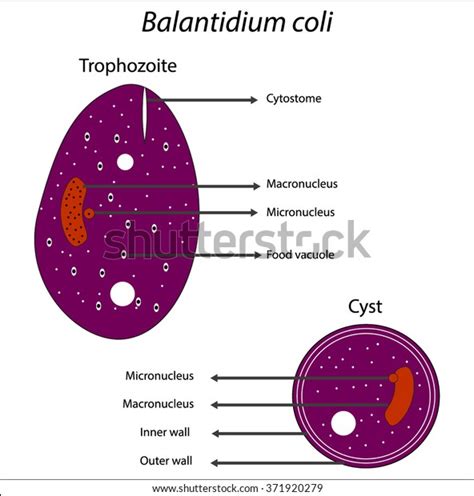 Balantidium Coli's Instagram, Twitter & Facebook on IDCrawl