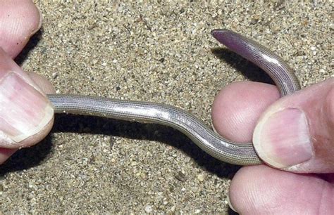 Four new legless lizard species discovered in California - Los Angeles Times