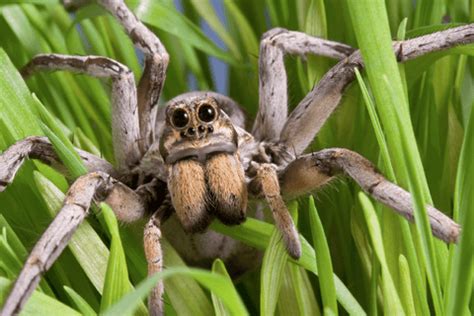 Comparing Tarantula Spiders and Wolf Spiders: What's the Difference?