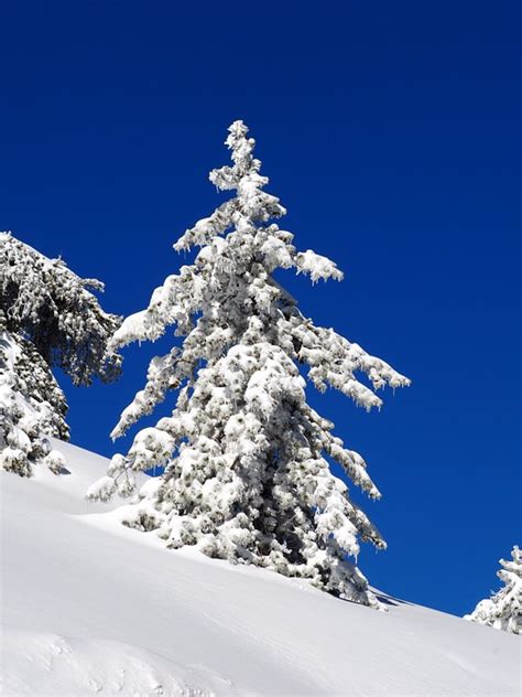 Winter Schnee - Kostenloses Foto auf Pixabay - Pixabay