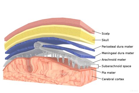 Meninges: Function and Layers, and Health Problems