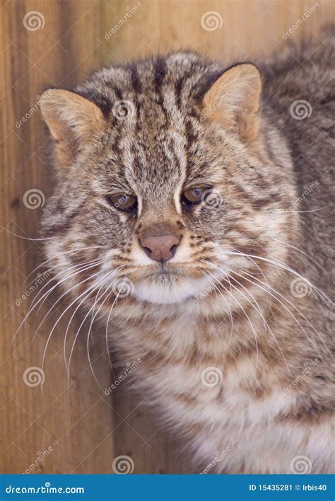 Amur leopard cat stock image. Image of cute, portrait - 15435281