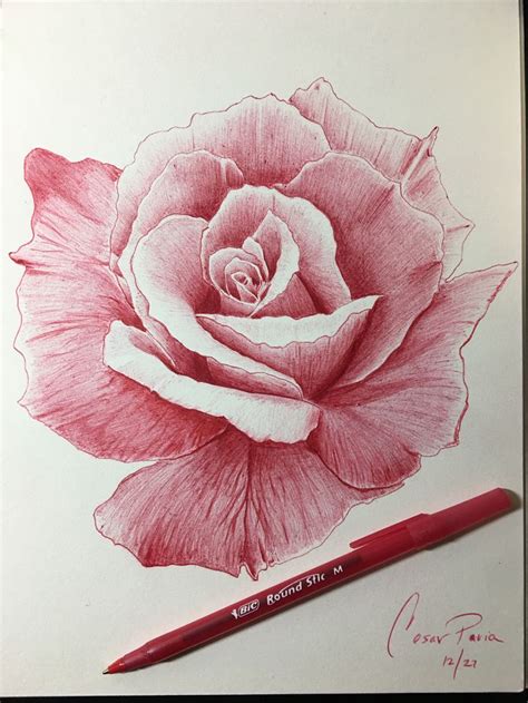 Realistic Red Rose Pen Drawing