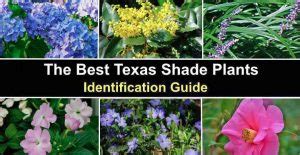 The Best Texas Shade Plants – Pictures and Identification Guide