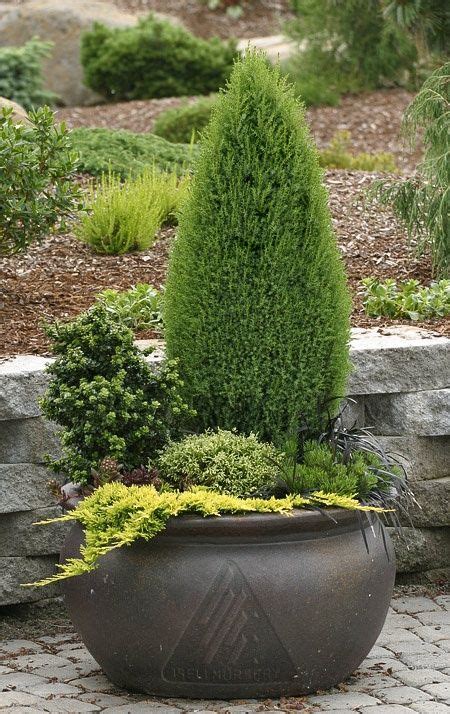 Conifer container | Winter container gardening, Evergreen container ...