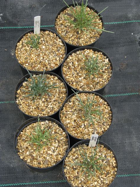 Erinacea pungens | 2 year old babies. Just potted on into 1L… | peganum | Flickr