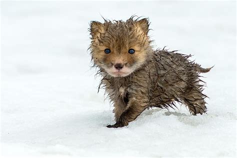 A baby Tibetan sand fox. : CuteNightcap