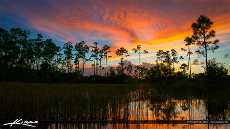 Florida Sunset Pine Forest Wetlands Wide