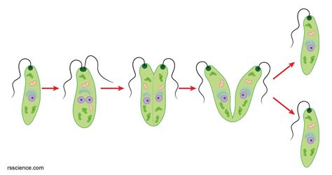 Euglena Parts And Functions