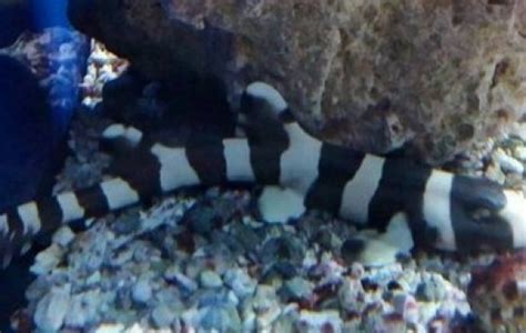 Black Banded Cat Shark - Shark - Chiloscyllium punctatum | Tank Facts