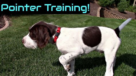 Wing Training a Pointer Puppy - YouTube