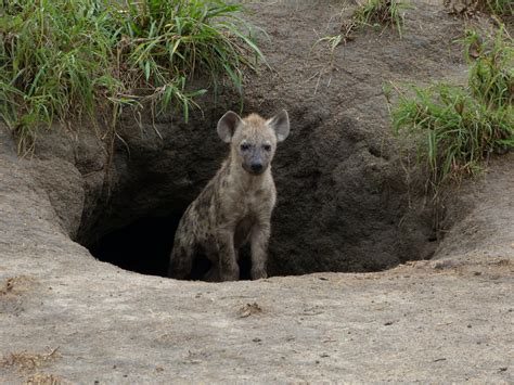 South Africa: Londolozi and Thonga: Incredibly Cute Hyena Cubs