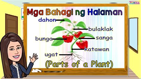 Parts Of The Plants Tagalog Mga Bahagi Ng Halaman Doovi | The Best Porn Website