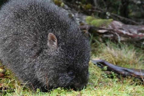 130+ Feeding Wombat Stock Photos, Pictures & Royalty-Free Images - iStock