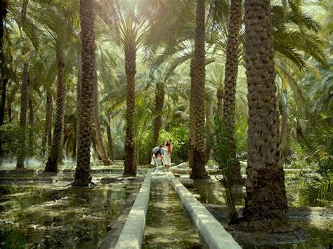 Al Ain Oasis | Etihad