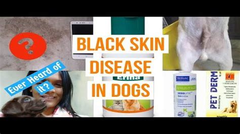 Causes and Treatments for Black Spots on My Dog's Skin - A ...