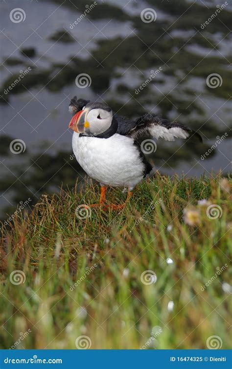 Arctic Puffin, Iceland stock image. Image of arctic, little - 16474325