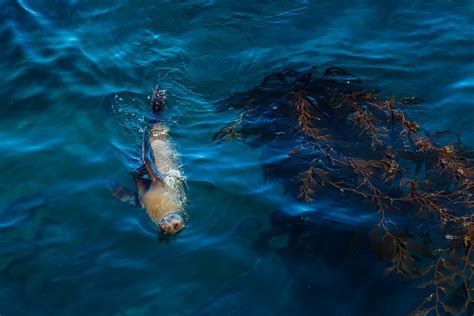 California Sea Lion Swimming in Kelp Forest off Anacapa Is… | Flickr