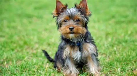 Perfect Portions for Yorkie Puppies: Feeding Guidelines Revealed! - The ...