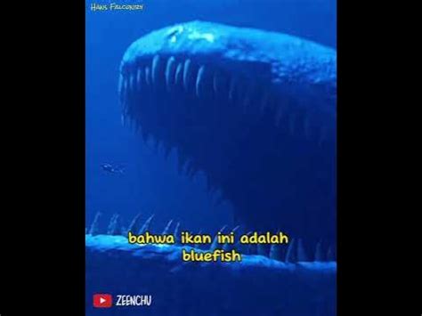 MISTERI IKAN NUN NABI YUNUS IKAN TERBESAR DI DUNIA #ikannun #misteri #ikanlaut #nabiyunus #hewan ...