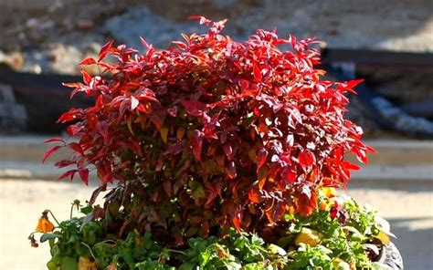 'Firepower' is a Dwarf Nandina with a globose form producing brilliant ...