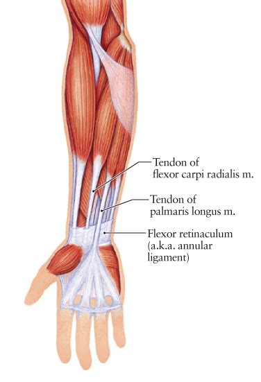 Human Anatomy for the Artist: The Annular Ligament: Full Circle!