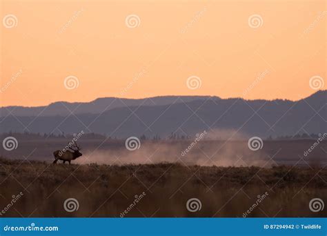 Bull Elk Bugling at Sunrise Stock Photo - Image of wild, sunrise: 87294942