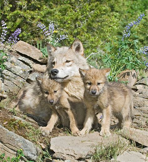 Wolf Pups And Mother