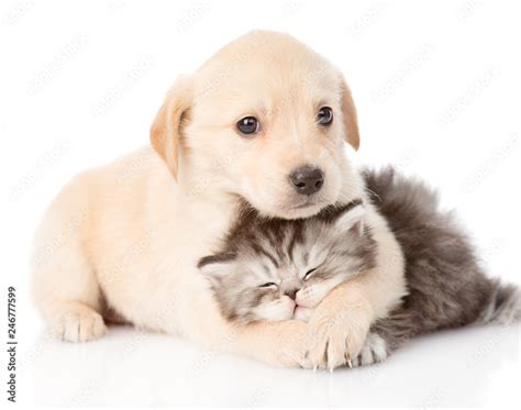 golden retriever puppy dog hugging british cat. isolated on white background Stock Photo | Adobe ...