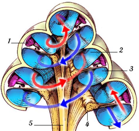 Audition Promenade round Cochlea autour Cochlée oreille ear organ of ...