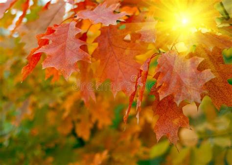 Red Autumn Leaves Background Stock Image - Image of foliage, background ...