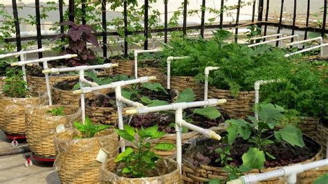 ROOF TOP SOIL-LESS TECHNOLOGY TO GROW VEGGIES - Crops Farming