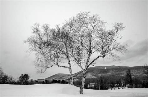 Vermont Snowfall at The Equinox Photograph by Bob Cuthbert - Fine Art America